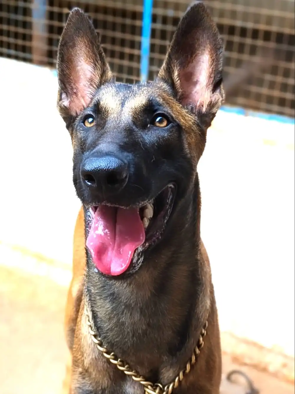 Handler and Belgian Malinois K9 bond building