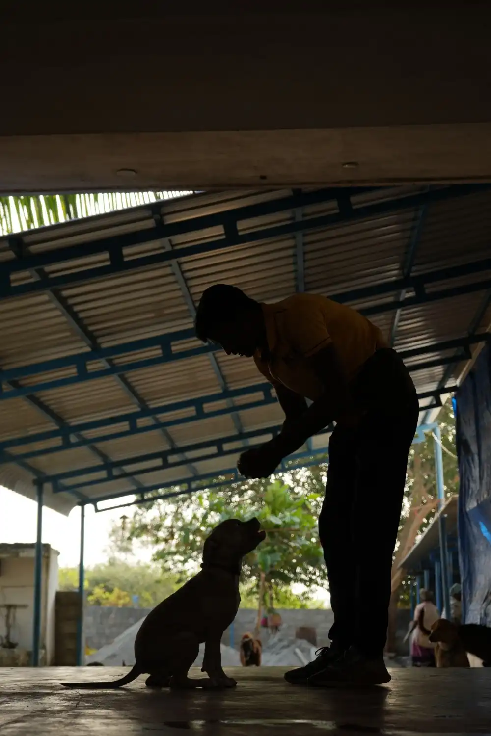 Trained Malinois portrait