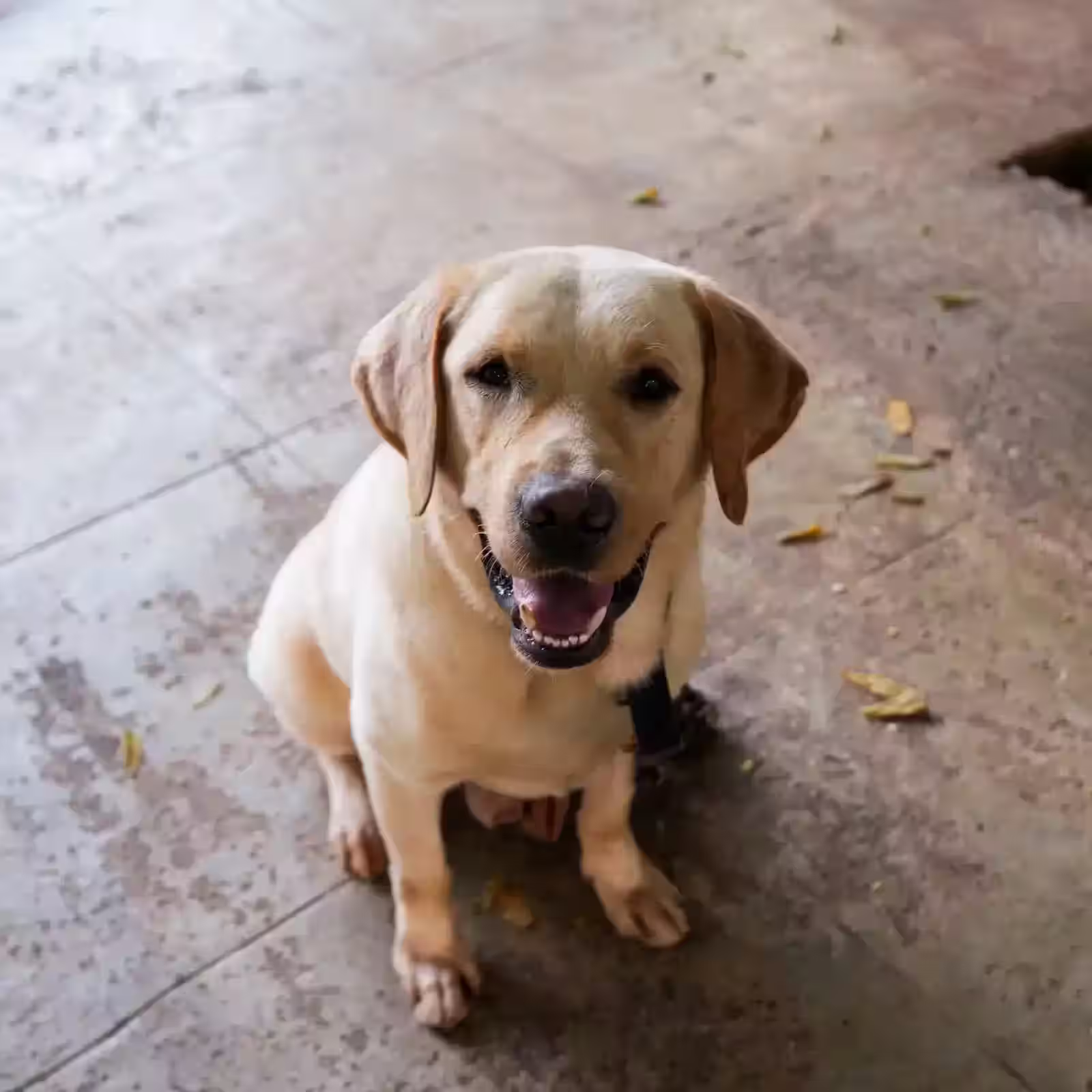 Belgian Malinois in action