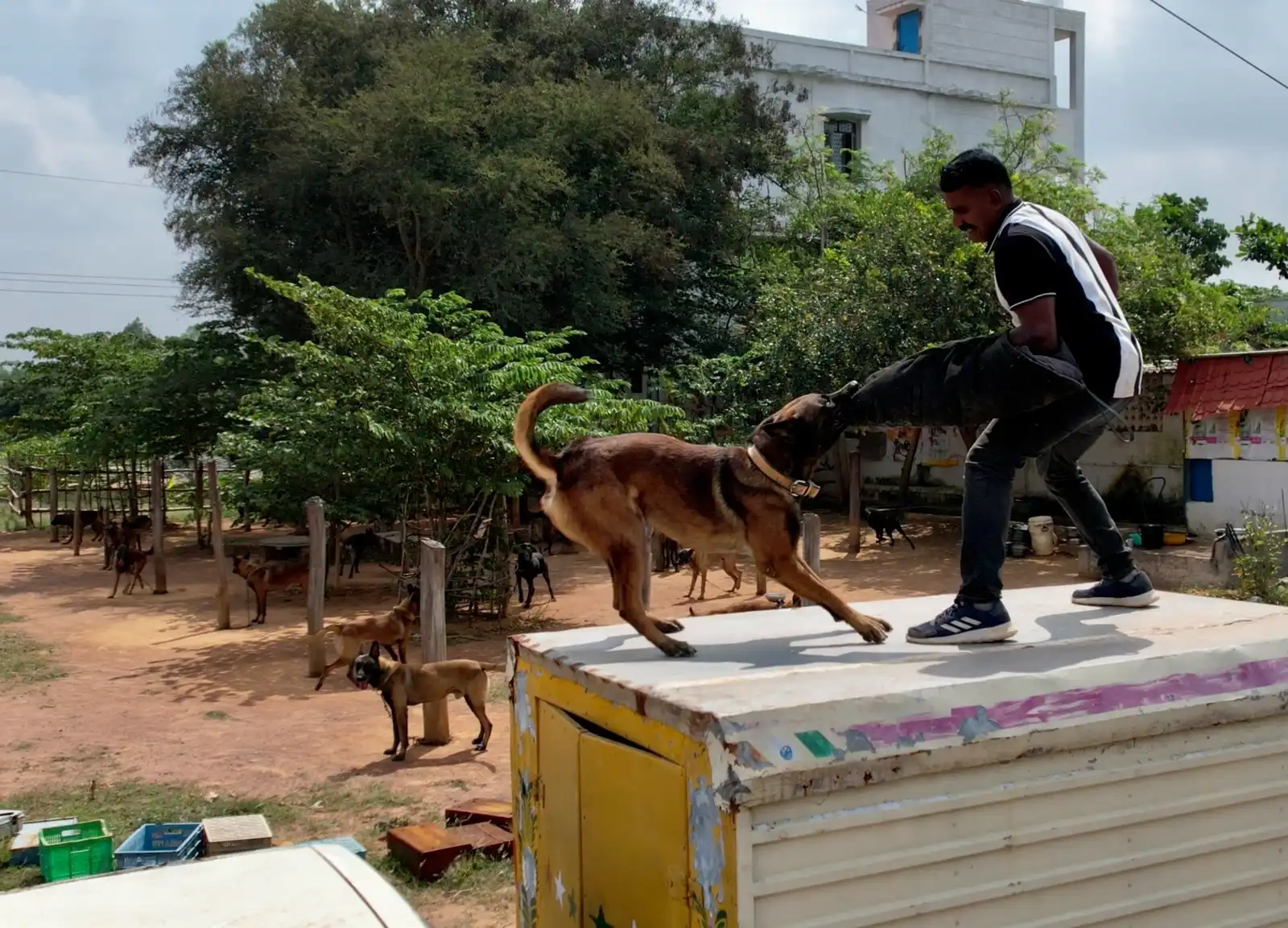 Belgian Malinois K9 handler team deployment