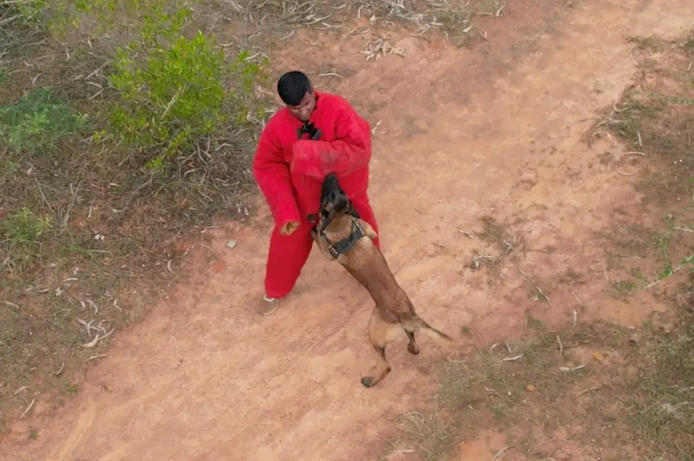 Malinois attack training