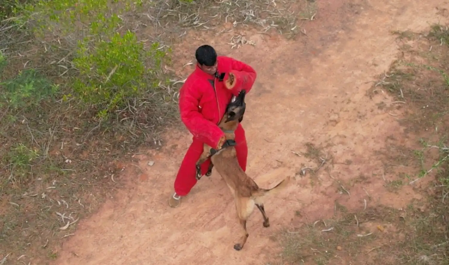 Belgian Malinois K9 Subscription