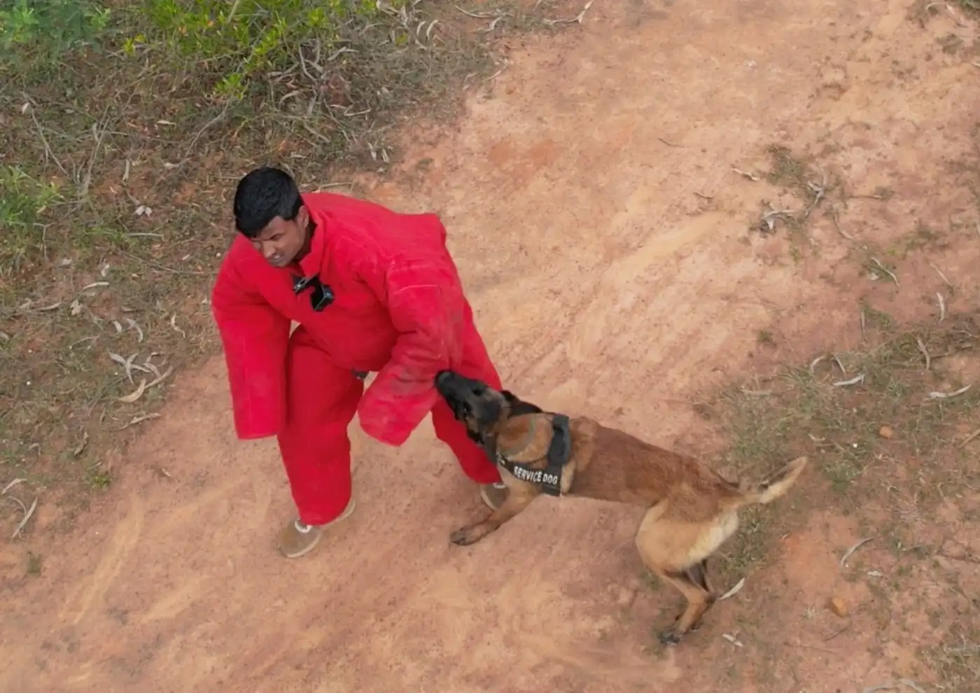 Puppy socialization session